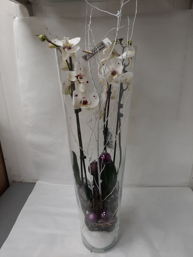 Orchidée dans vase en verre