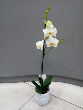 Phalaenopsis 1 branche