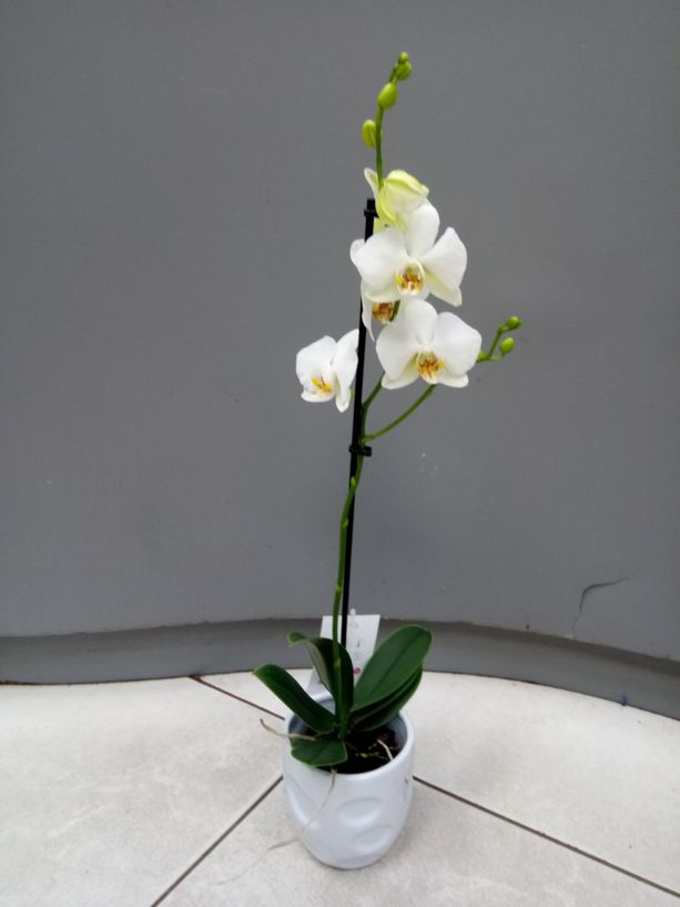 Phalaenopsis 1 branche