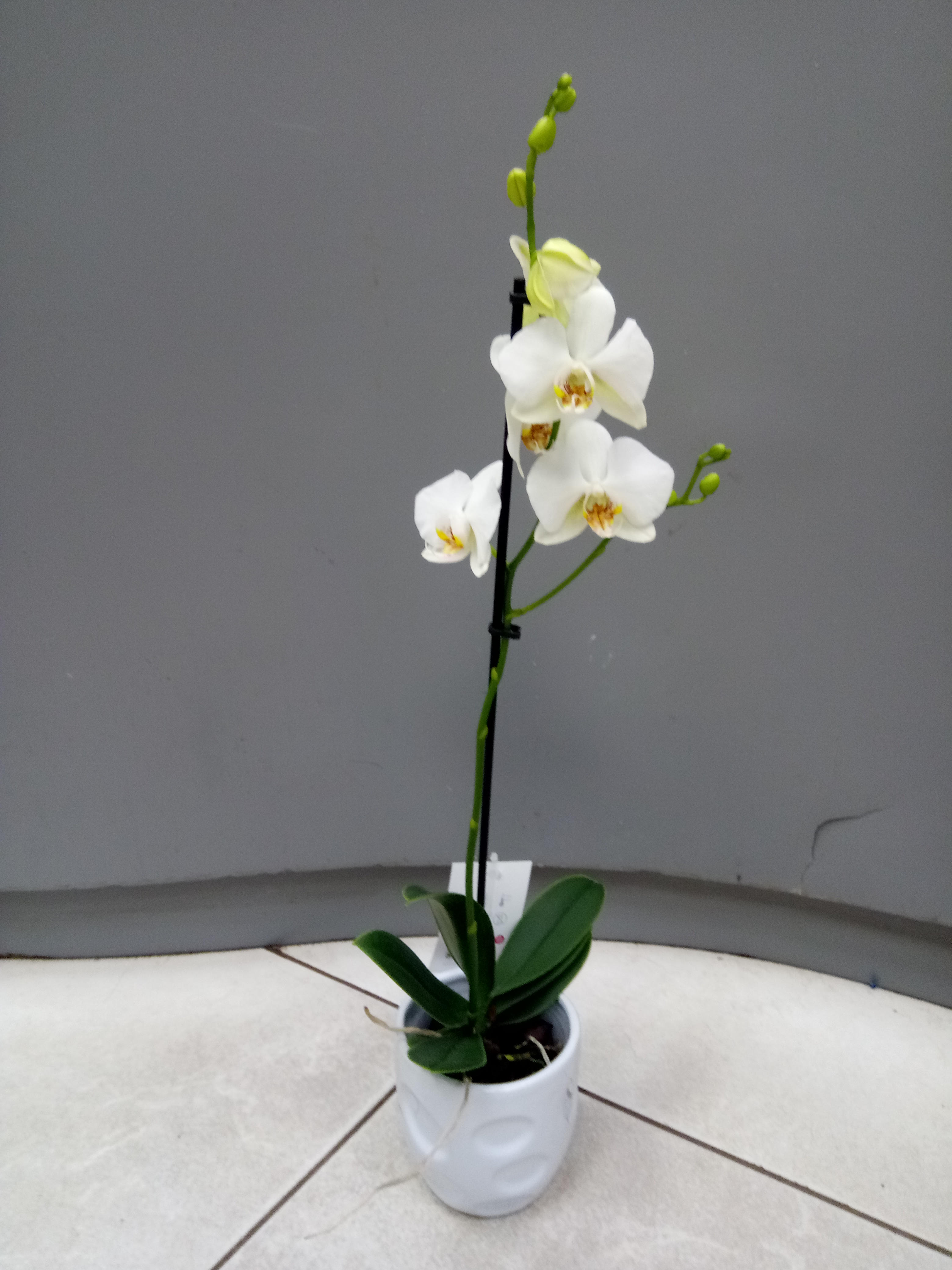 Phalaenopsis 1 branche
