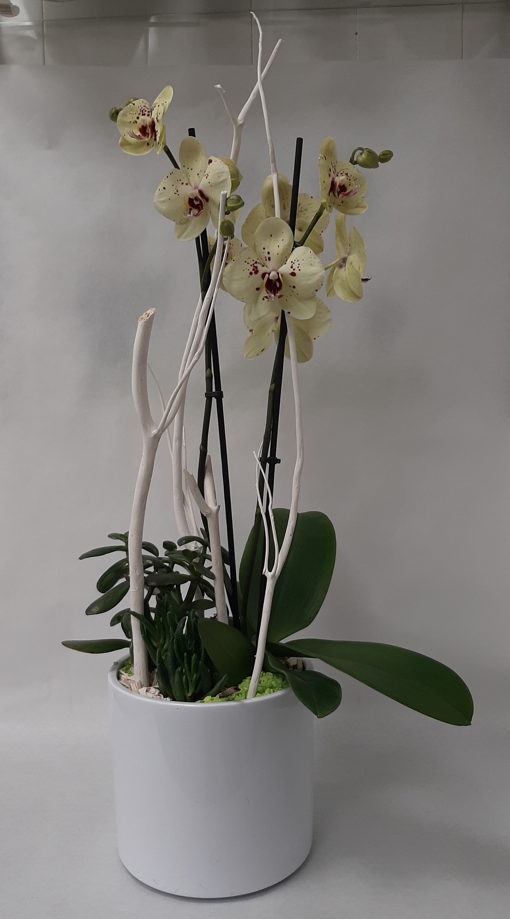 Compo orchidée et plantes grasses