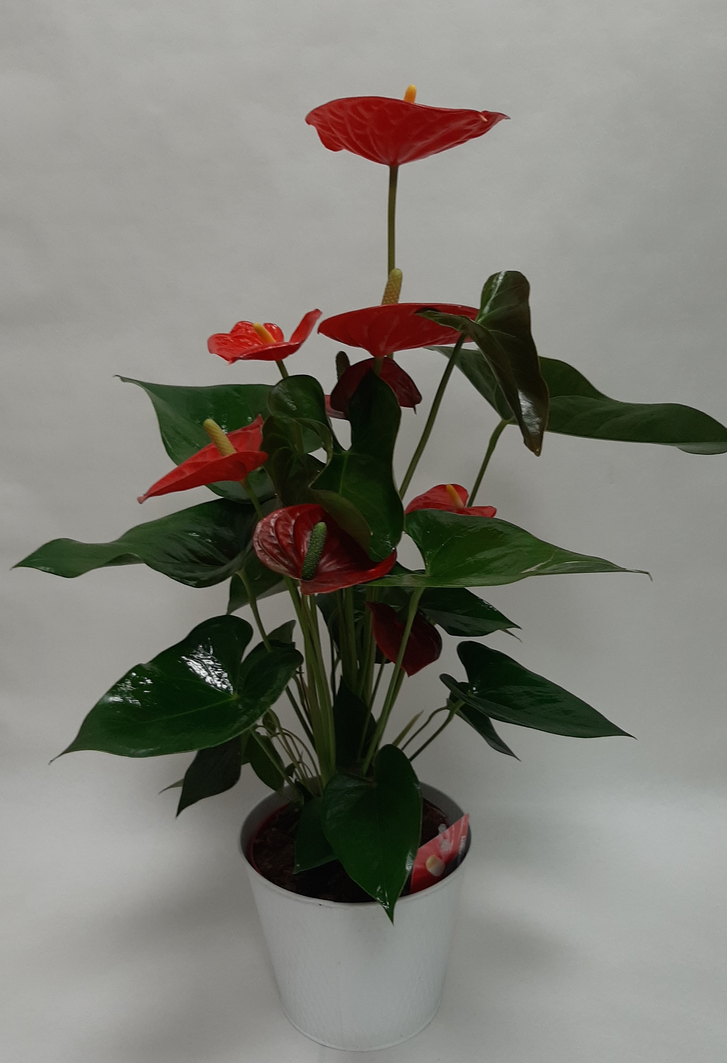 Anthurium rouge