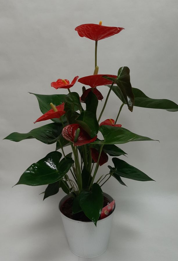 Anthurium rouge