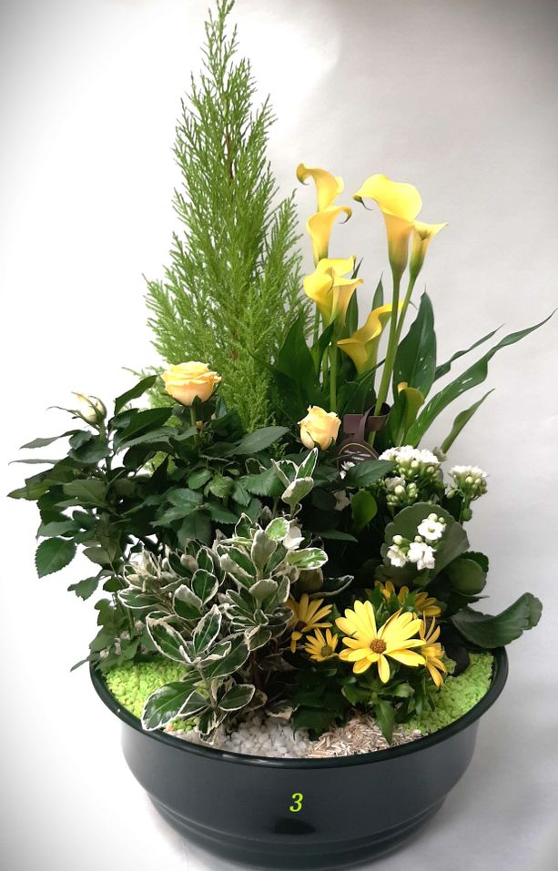 Coupe de plantes à partir de : 