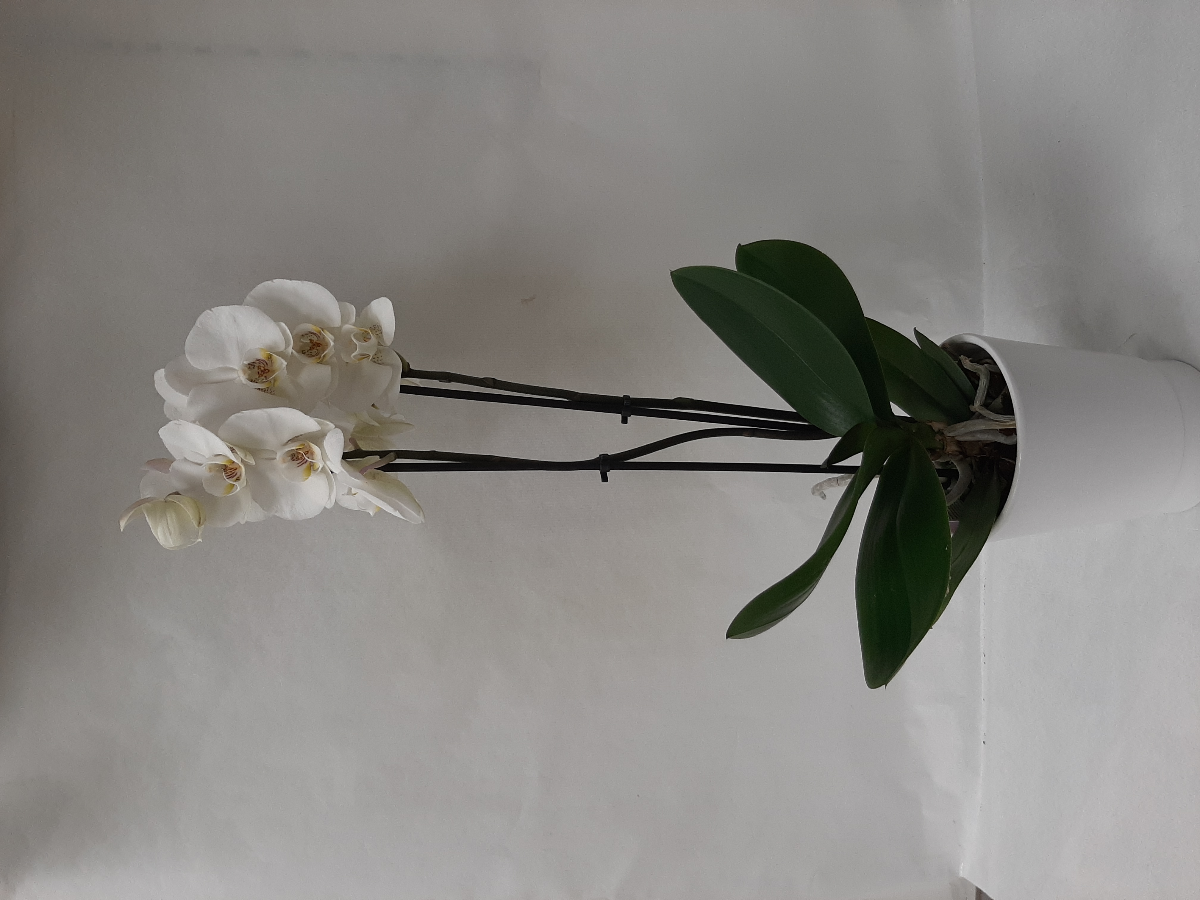 Phalaenopsis 2 branches