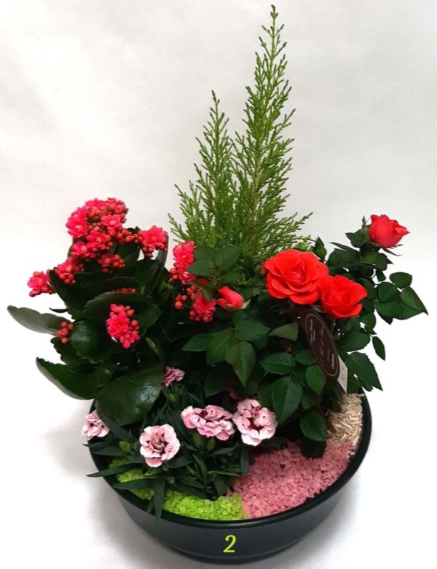 Coupe de plantes à partir de : 