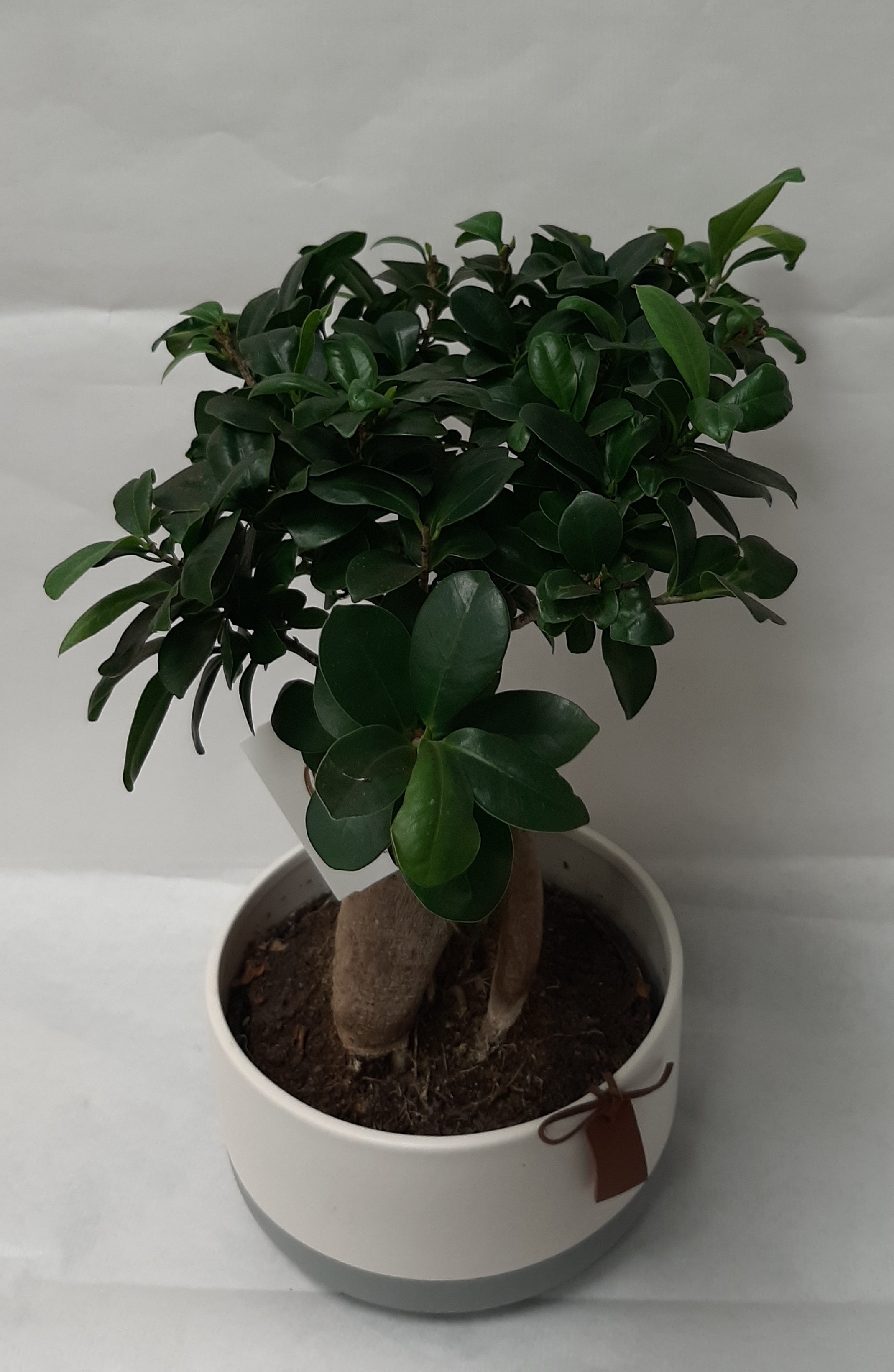 Ficus bonzaï