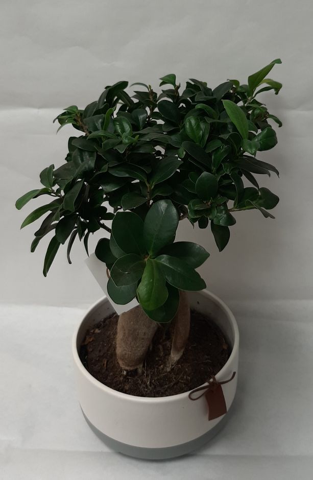 Ficus bonzaï