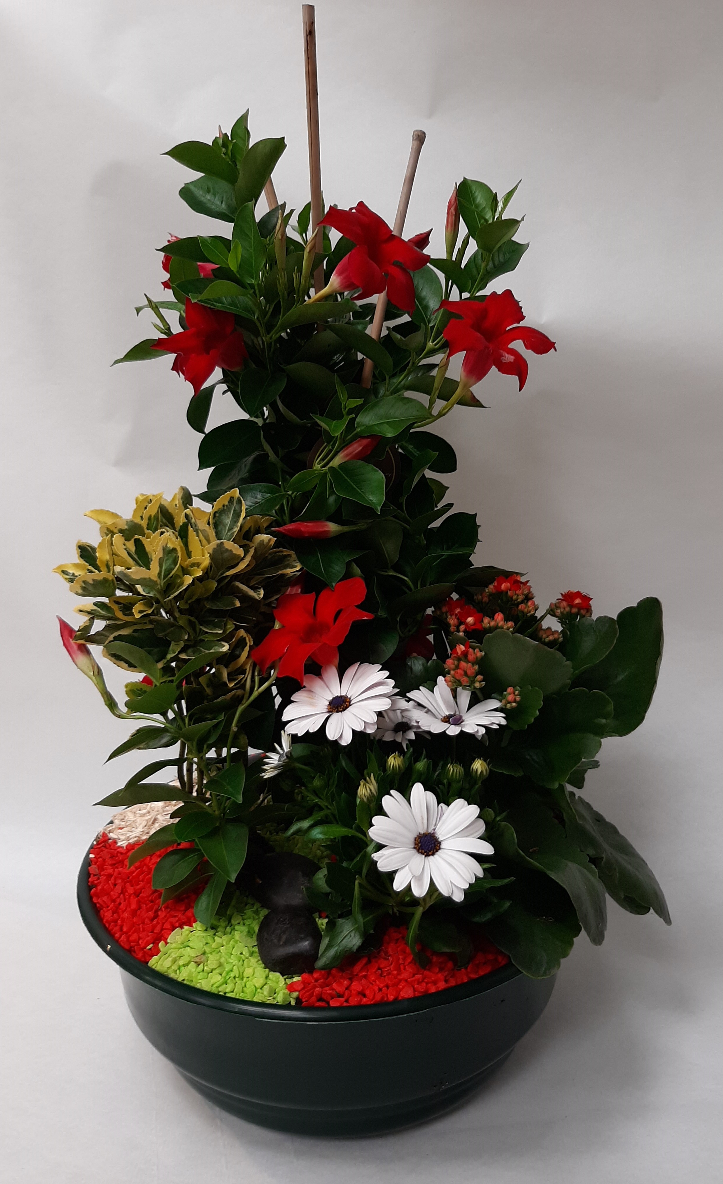 Coupe de plantes colorés