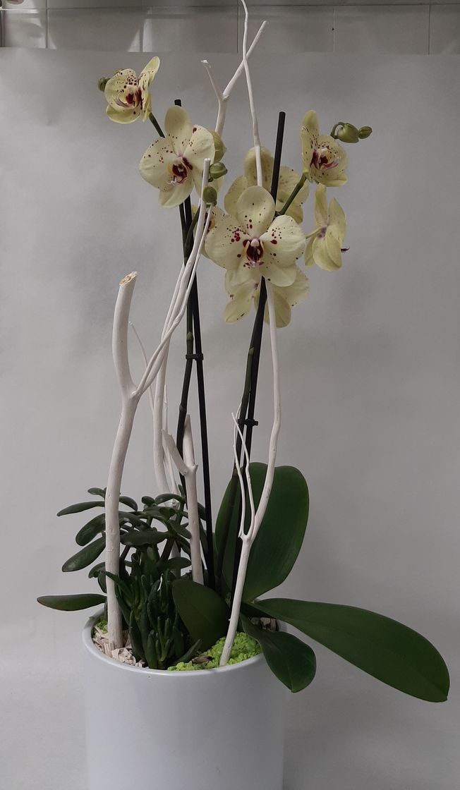 Compo orchidée et plantes grasses