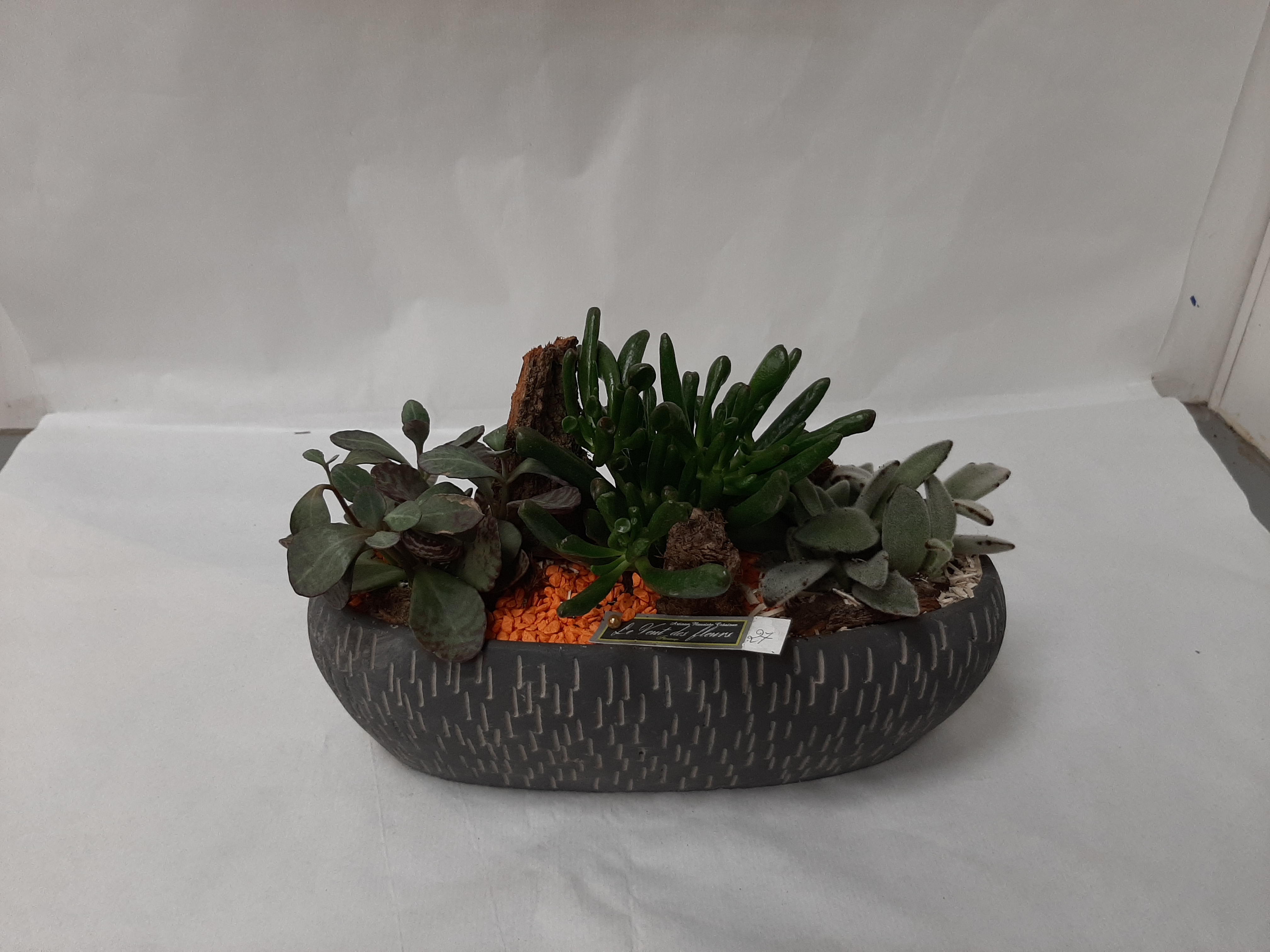 Composition de plantes grasses 