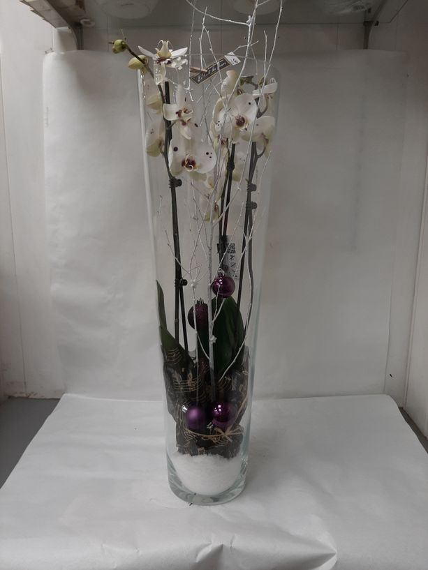 Orchidée dans vase en verre